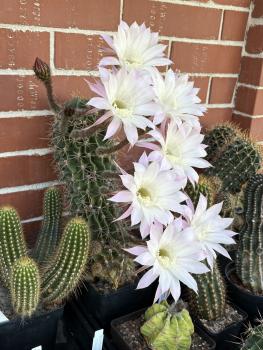 Echinopsis Hybr. lila